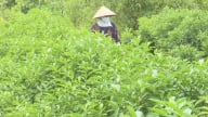 Lạ đời, nông dân một xã ở Hải Phòng trồng chanh kiểu gì chỉ bán lá mà thu 40 – 50 triệu/mẫu?