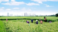Ký ức Hà Nội: Đồng đất Mễ Trì, những mốc lịch sử tự hào 
