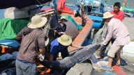 Xóa sổ tàu “3 không”, Đà Nẵng tăng tốc gỡ thẻ vàng IUU