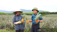 Nắng váng đầu, gió Lào thổi lào phào, ai ngờ loại quả ngon này ở Hà Tĩnh chín đều, bán được giá hời