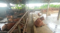 Nông dân một phường mới của Hải Phòng nuôi bò kiểu gì mà 'tự trả lương cao' 40 triệu/tháng?