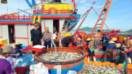 Ra biển đụng trúng đàn cá khổng lồ này, toàn cá ngon được tiền, sau 1 ngày, tàu Nghệ An mang vào 300 triệu