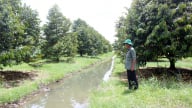 Nông dân Tây Ninh đang trồng sầu riêng kiểu lạ đời, 'cây không đụng lá, cá không chạm đuôi' mà thu tiền tỷ