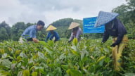 Từng lao đao vì 'chè bẩn', nay sản phẩm của dân một xã ở tỉnh Lào Cai (sau sáp nhập) nhận 4 sao OCOP