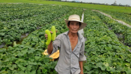 Nông dân ở thành phố Đà Nẵng được tiếp sức hàng trăm tấn phân bón trả chậm