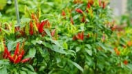 Tác dụng của quả ớt ít ai ngờ đến, các bài thuốc hay từ ớt