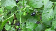 Quả dại ven đường xưa không ai 'ngó' nay có giá đắt đỏ, gần 1 triệu/kg, ở Việt Nam mọc um tùm
