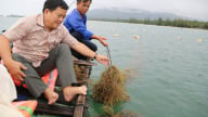 Trồng rong sụn ăn bổ dưỡng ven biển Phú Quốc của tỉnh An Giang là cách giảm nghèo tốt, ứng phó biến đổi khí hậu