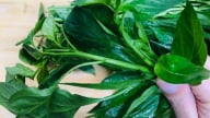 Đừng chỉ ăn quả, lá loại cây này quý như 'nhân sâm người nghèo', ở quê mọc um tùm