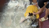 Sau loạt bài người nuôi cá tầm thua lỗ vì cá tầm Trung Quốc nhập ồ ạt trên Dân Việt, tỉnh Lào Cai siết chặt quản lý