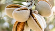 Loại hạt được đánh giá 'tốt bậc nhất thế giới', ở Việt Nam trồng bạt ngàn