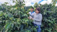 Nông thôn Tây Bắc: Sản xuất hàng hóa - “Cánh cửa vàng” cho người dân vùng cao đổi đời