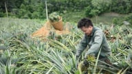 Nông thôn Tây Bắc: Dứa mật Mường Nhà, trái ngọt trên vùng biên cằn cỗi