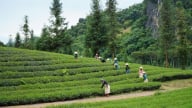 Mô hình nông lâm kết hợp - Hướng đi bền vững cho vùng đất dốc ở Sơn La