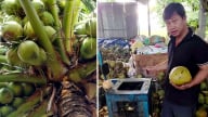 Chuyển đổi số nông nghiệp ở Tây Ninh, nông dân gắn mã QR để từng quả dừa hữu cơ đều có “căn cước” riêng