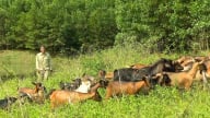 Đàn đặc sản bình dân này đang ở trên đảo hồ Thác Bà, dân Lào Cai chả tốn tiền mua thức ăn chăn nuôi, hễ bán là hết