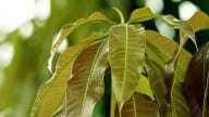 Cây người Việt chỉ ăn quả, không ngờ lá quý như 'nhân sâm của người nghèo', ở quê mọc um tùm