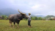 “Hoàng tử trâu” - Cuộc thi độc lạ trên vùng cao
