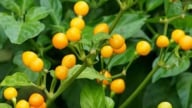 Loại quả đắt đỏ bậc nhất thế giới, 900 triệu đồng/kg, ở Việt Nam có người trồng thành công