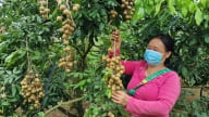 Phiêng Khoài: Vùng biên “thức giấc” nhờ cây ăn quả