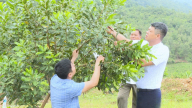 Khoa học về bản, nông sản Điện Biên được mùa, được giá hơn
