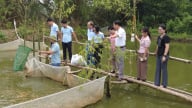'Nhân sâm nước' là con gì, nuôi thành công ở Phú Thọ, bán dễ hơn bán gà?