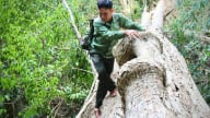 Một khu rừng rậm ở xã Krong, tỉnh Gia Lai có các cây cổ thụ hàng trăm năm tuổi là loại gỗ quý gì
