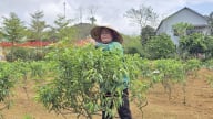 Phú Thọ: Chuyển đổi đất lúa kém hiệu quả, nông dân thu lãi hàng trăm triệu từ cây đặc sản