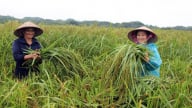 Ở Thái Nguyên, một xã đang lặng lẽ mở rộng gần 80ha để nâng tầm thứ gạo nếp đặc sản này