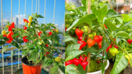 Nhiều người thích trồng ớt làm cảnh: Trồng cây ớt trước cửa nhà có ý nghĩa phong thủy gì?