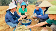 Nông thôn Tây Bắc: Lào Cai tháo gỡ “nút thắt” cho khuyến nông viên cơ sở