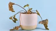 5 loại cây chớ nên để trên bàn làm việc