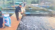 Nông thôn Tây Bắc: Thung Nai tận dụng lợi thế lòng hồ Hòa Bình đẩy mạnh phát triển kinh tế xã hội