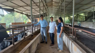 Quỹ Hỗ trợ nông dân Thái Nguyên thẩm định dự án nuôi bò thương phẩm ở Văn Lăng
