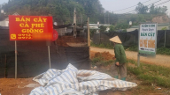 “Loạn' thị trường cây giống cà phê ở Sơn La: Vườn ươm trôi nổi bủa vây vùng nguyên liệu (Bài 2)