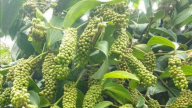 Chưa xuất hiện lực đẩy mới đủ mạnh để tạo ra đột biến cho giá hồ tiêu