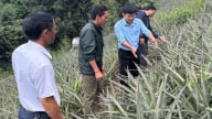 Nông thôn Tây Bắc: Nhiều xã vùng cao Điện Biên nỗ lực tìm giải pháp phát triển