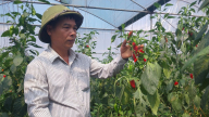 Trồng dưa lưới, ớt, cà chua Ruby kết hợp nuôi lợn, anh nông dân Lào Cai thu tiền đều tay
