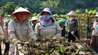 Sơn La hưởng ứng Ngày Môi trường thế giới 