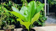 Cây đại phú gia là cây gì, nhà giàu thích trồng vì ý nghĩa phong thủy