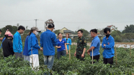 Phú Thọ: Nông dân 'làm giàu' cho đất, nâng tầm nông sản nhờ phân bón hữu cơ