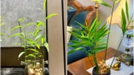 Cách trồng gừng bonsai làm cảnh rất đơn giản, mầm đâm tua tủa, ai cũng trồng được