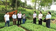 Phú Thọ: Dấu ấn mới cho nông sản từ kinh tế tuần hoàn và du lịch nông nghiệp