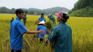Phú Thọ: Thắng lớn vụ lúa Xuân 2026, nông dân hối hả xuống đồng làm đất vụ Mùa