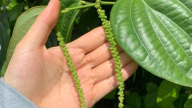 Cảnh báo dấu hiệu tiềm ẩn rủi ro trong giao dịch mua bán hồ tiêu và gia vị