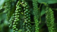 Giá tiêu tăng tiếp duy nhất ở Đắk Nông, sản xuất tiêu sạch đang phát triển mạnh