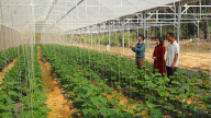 Nông dân phấn khởi có thêm nguồn vốn triển khai dự án “trồng rau, củ, quả sạch”
