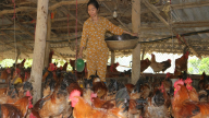 Làm giàu từ nuôi gà ri Lượng Huệ