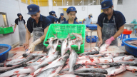 Xuất khẩu cá tra tháng 2/2025: Nhiều thị trường trọng điểm lấy lại “phong độ”