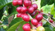 Giá cà phê thế giới và trong nước cùng lao dốc mạnh sau khi Robusta đạt đỉnh, kích hoạt sóng chốt lời